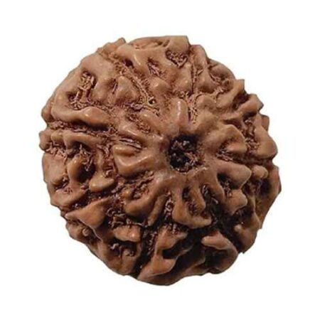 8 Mukhi Java Rudraksha