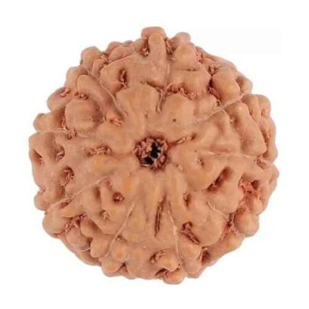 9 Mukhi Java Rudraksha