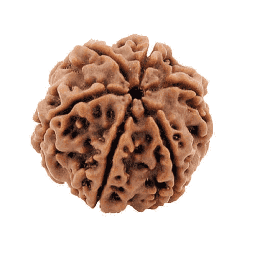 Rudraksha