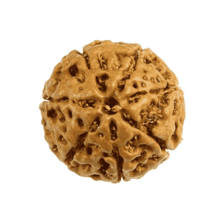 7 Mukhi Java Rudraksha